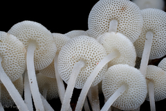 Mycena flammifera