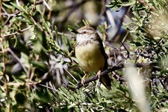 Prinia flavicans