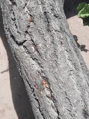 Prunus armeniaca