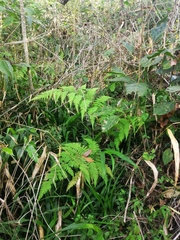 Thelypteridaceae