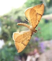 Gandaritis pyraliata