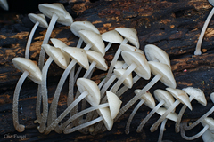 Mycena flammifera