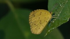 Eurema hecabe