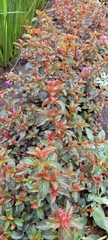 Heterocentron elegans