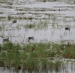 Nettapus coromandelianus