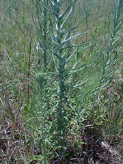 Pseudognaphalium oligandrum