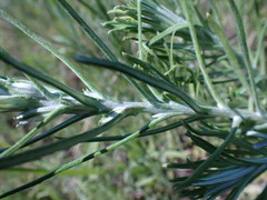 Pseudognaphalium oligandrum