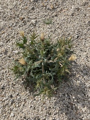 Mentzelia hirsutissima