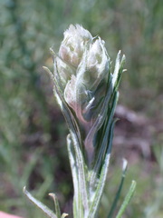 Pseudognaphalium oligandrum