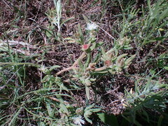 Delosperma herbeum