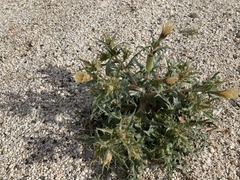 Mentzelia hirsutissima