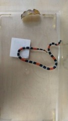Micrurus dissoleucus dissoleucus