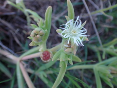 Delosperma herbeum