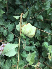 Eriosoma lanuginosum