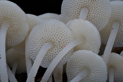 Mycena flammifera