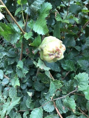 Eriosoma lanuginosum