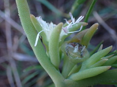 Delosperma herbeum