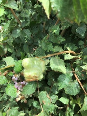 Eriosoma lanuginosum