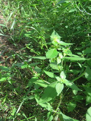 Galeopsis