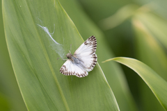 Heliopetes omrina