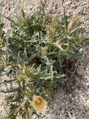 Mentzelia hirsutissima
