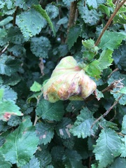 Eriosoma lanuginosum