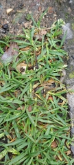 Poa annua