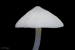 Mycena flammifera
