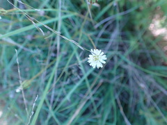 Lactuca inermis