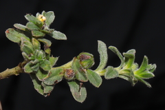 Lithospermum gayanum