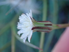 Lactuca inermis