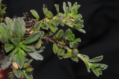 Lithospermum gayanum