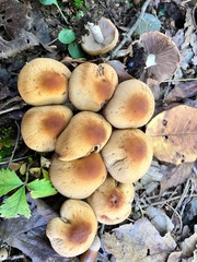 Psathyrella