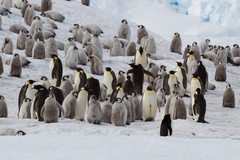 Aptenodytes forsteri