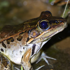 Lithobates forreri