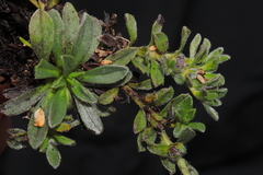 Lithospermum gayanum