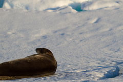 Leptonychotes weddellii