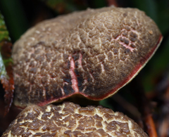Boletus chrysenteron image