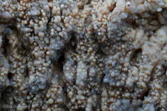 Cymatoderma caperatum