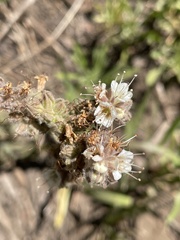 Phacelia secunda
