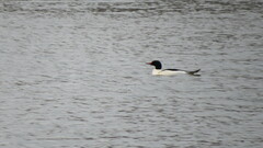 Mergus merganser americanus