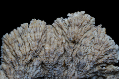 Cymatoderma caperatum