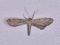 Euacidalia brownsvillea