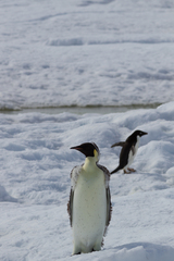Aptenodytes forsteri