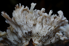 Cymatoderma caperatum