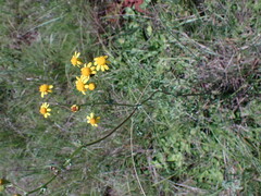 Senecio consanguineus