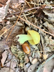 Tricholoma