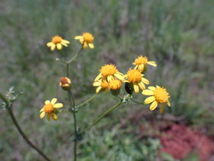 Senecio consanguineus