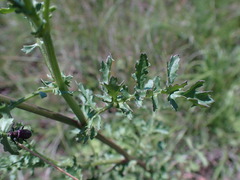 Senecio consanguineus