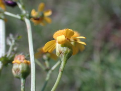 Senecio consanguineus